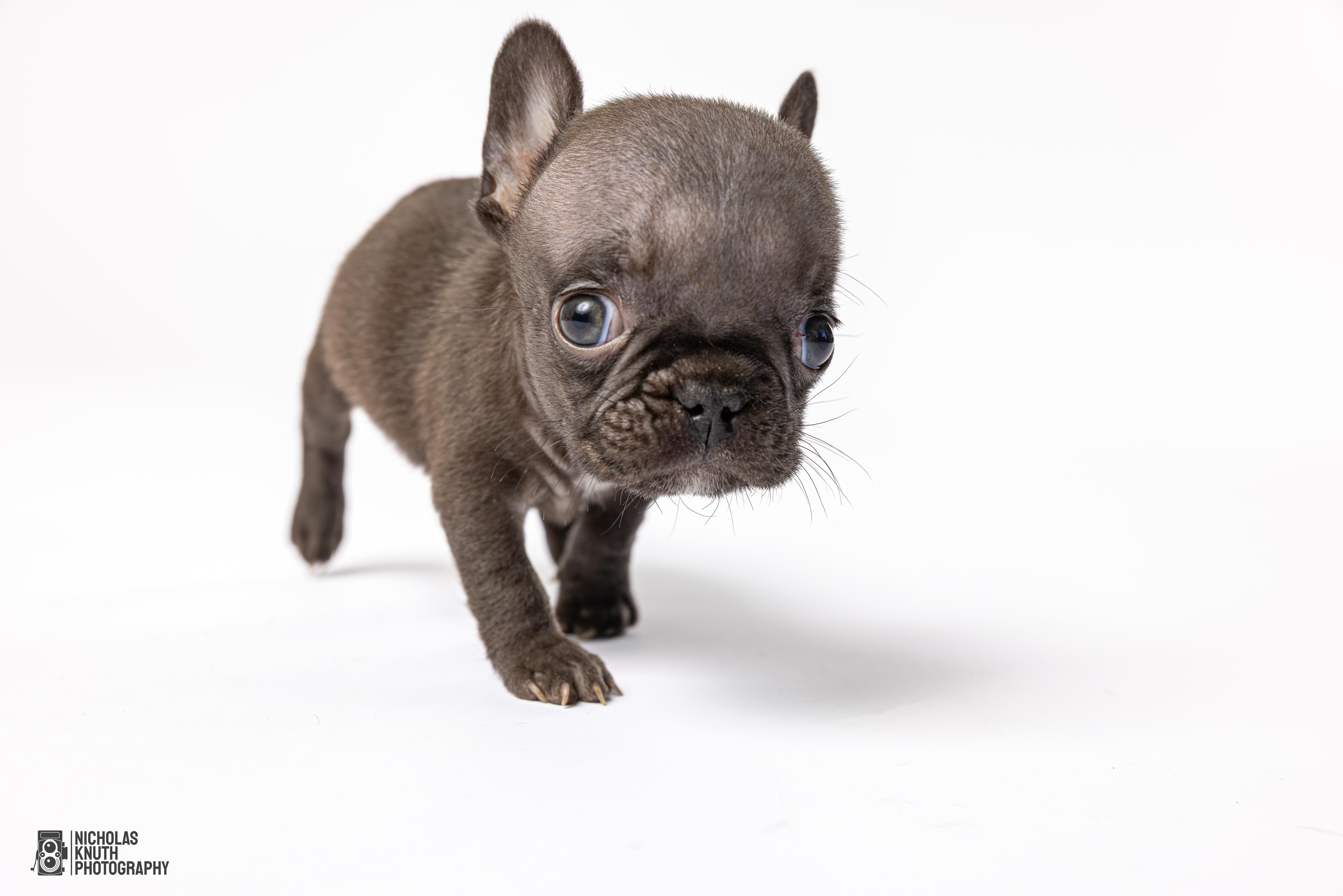 Pinky, a Adoptable French Bulldog in Palatine, IL image 5/5