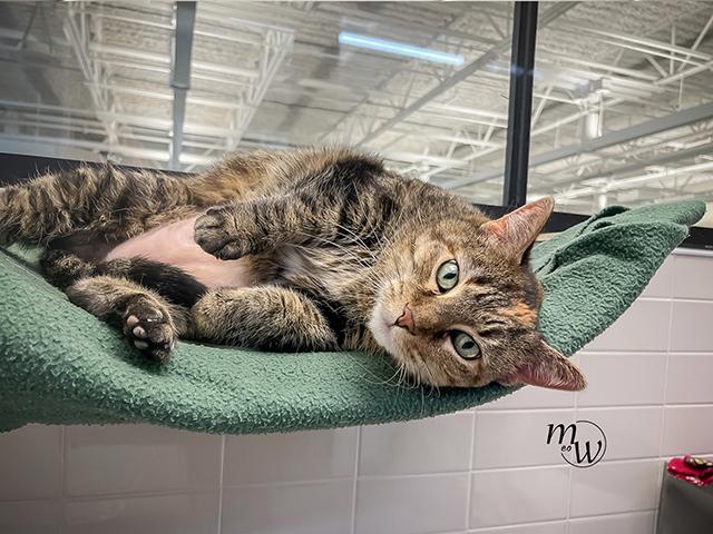 MARVO, Adoptable, Adult Female Domestic Short Hair & Domestic Short Hair.