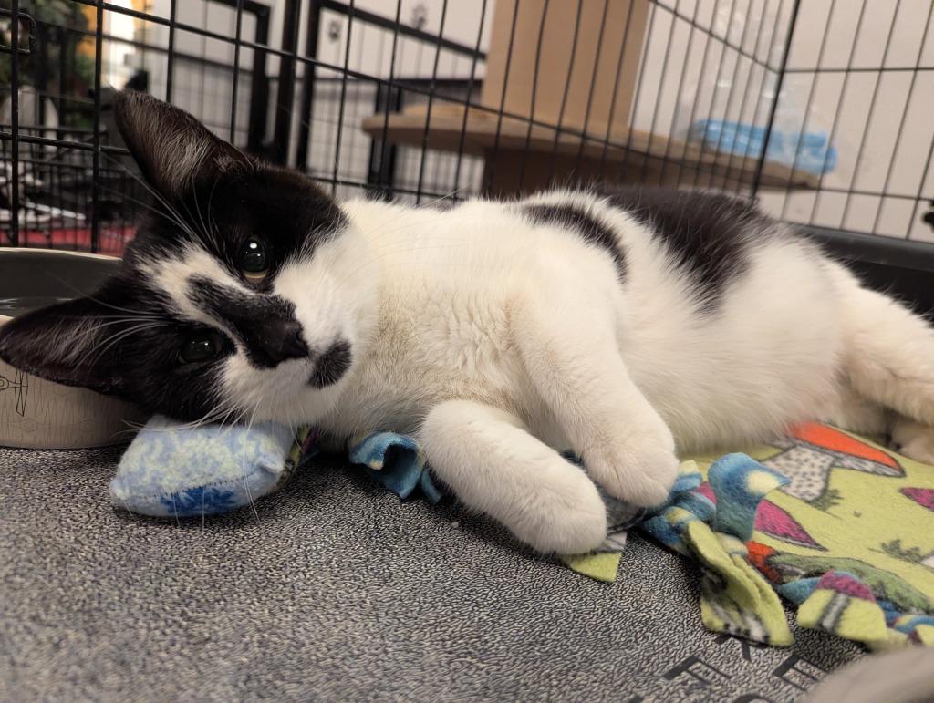 Olive Oil, Adoptable, Young Female Domestic Short Hair.