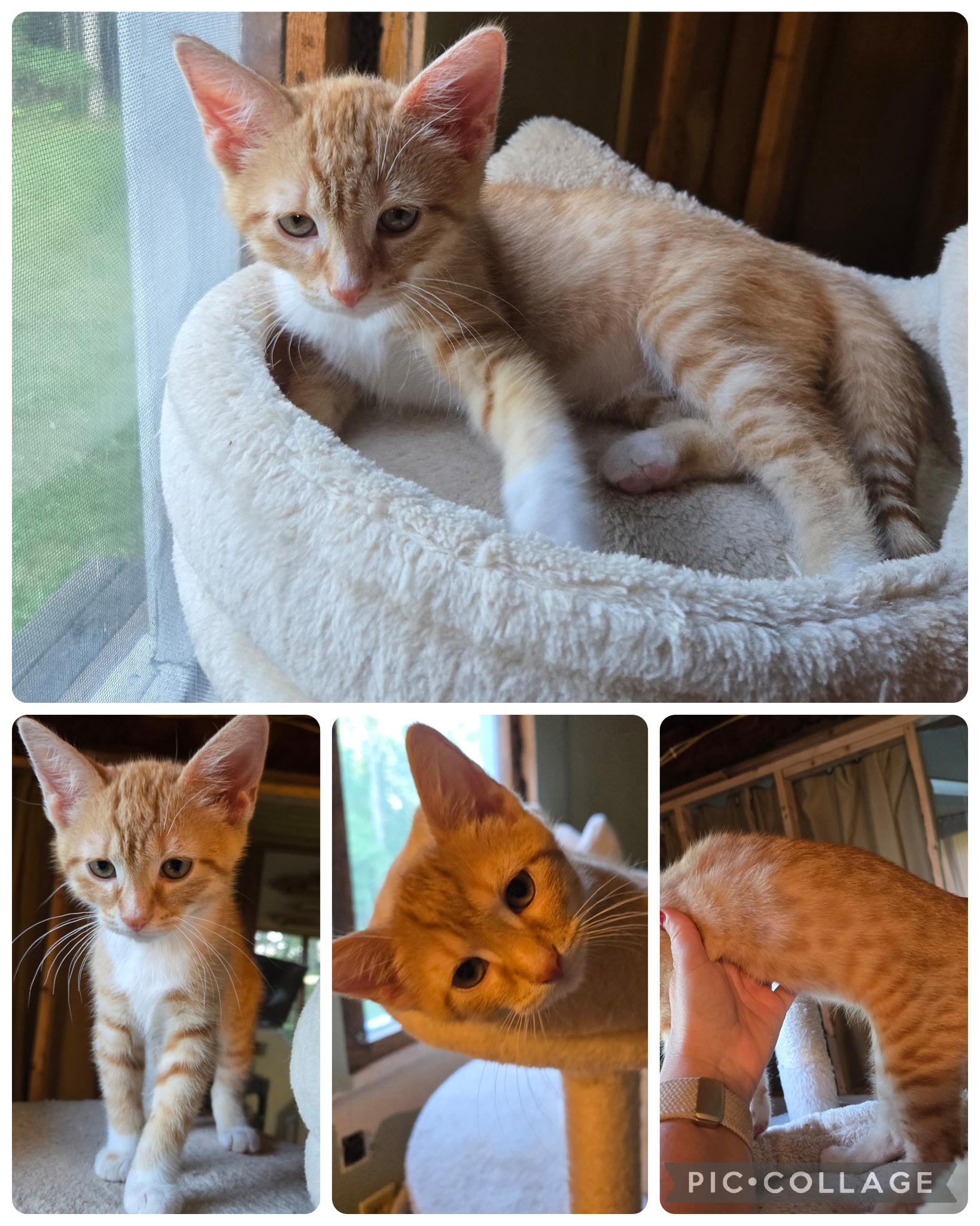 Gideon, a ADOPTABLE Domestic Short Hair in Mansfield, PA image 2/2