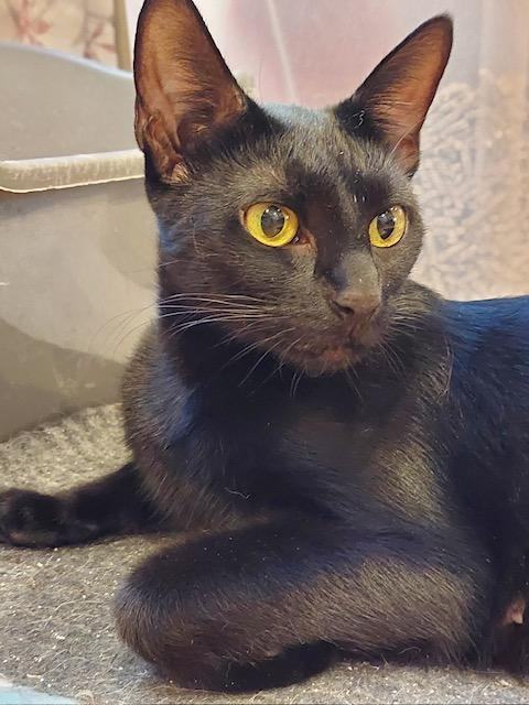 Maze, Adoptable, Adult Female Domestic Short Hair & Oriental Short Hair.