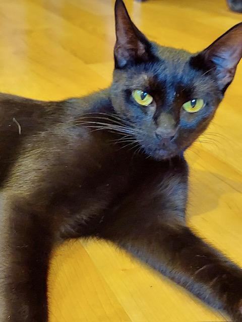 Maze, a Adoptable mixed breed in Westfield, NJ image 2/6