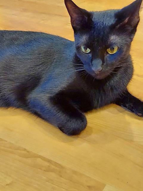 Maze, a Adoptable mixed breed in Westfield, NJ image 3/6