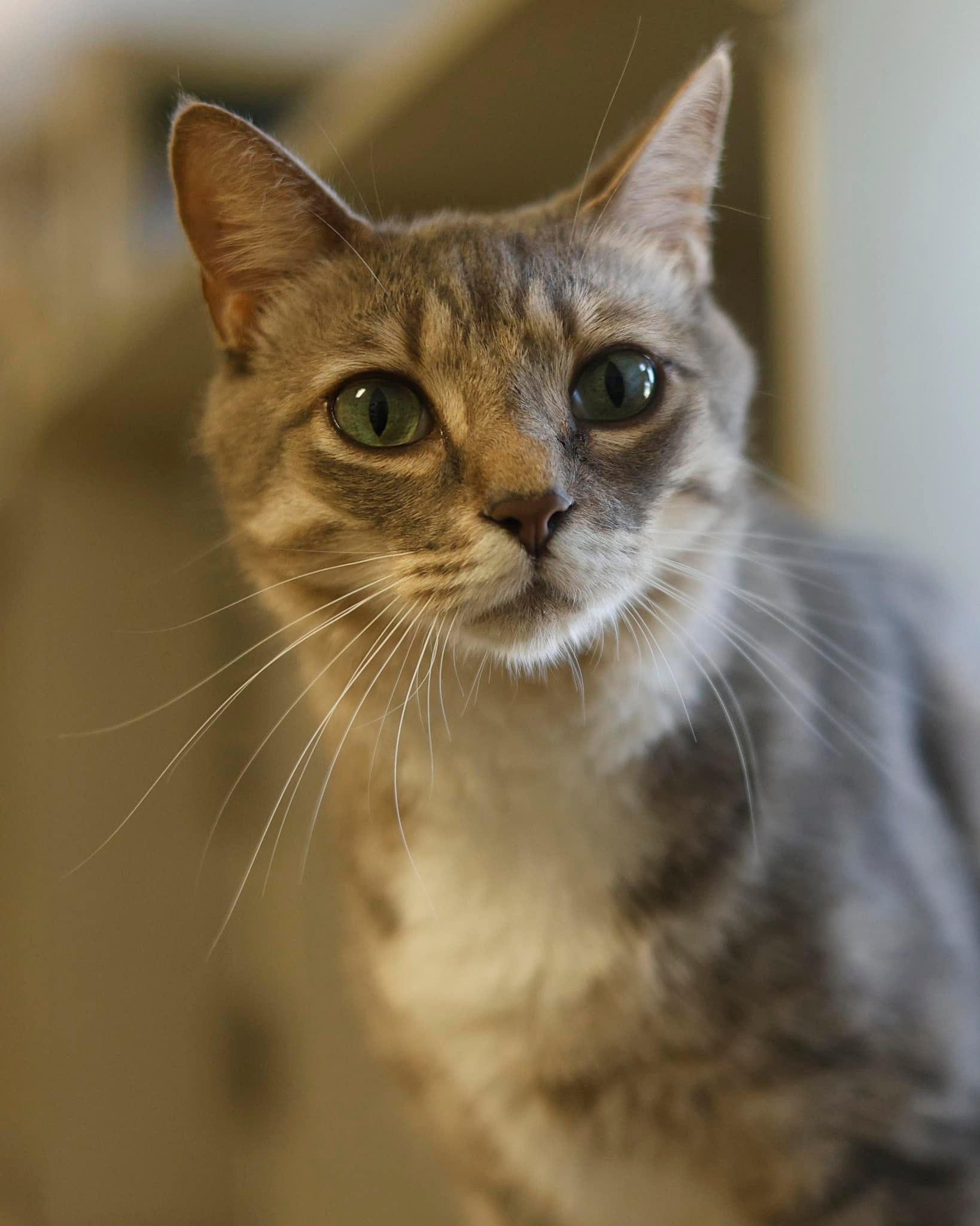 Bernard, an adoptable Domestic Medium Hair in Eglin AFB, FL, 32542 | Photo Image 1