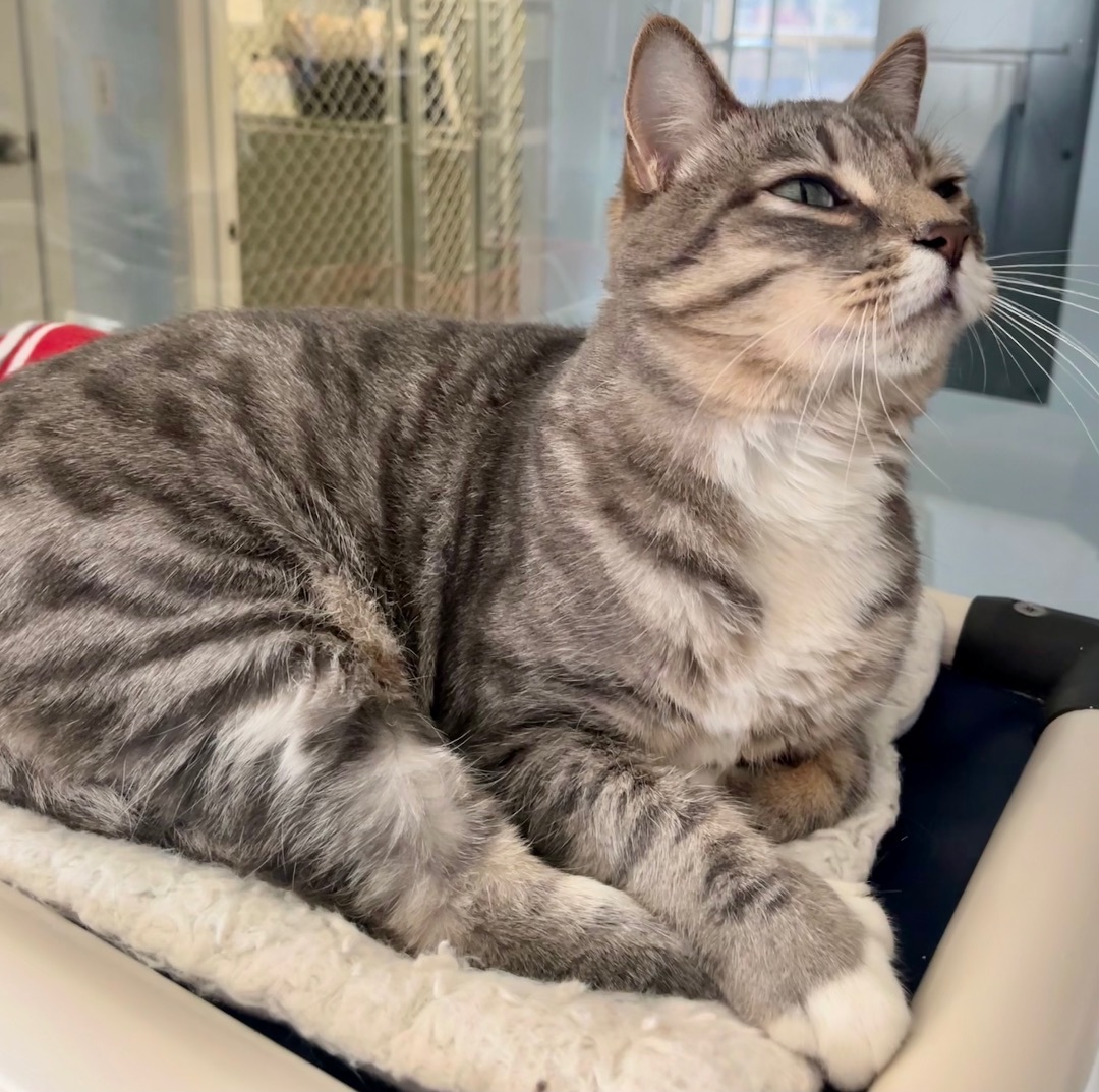 Bernard, a Adoptable Domestic Medium Hair in Eglin AFB, FL image 2/2