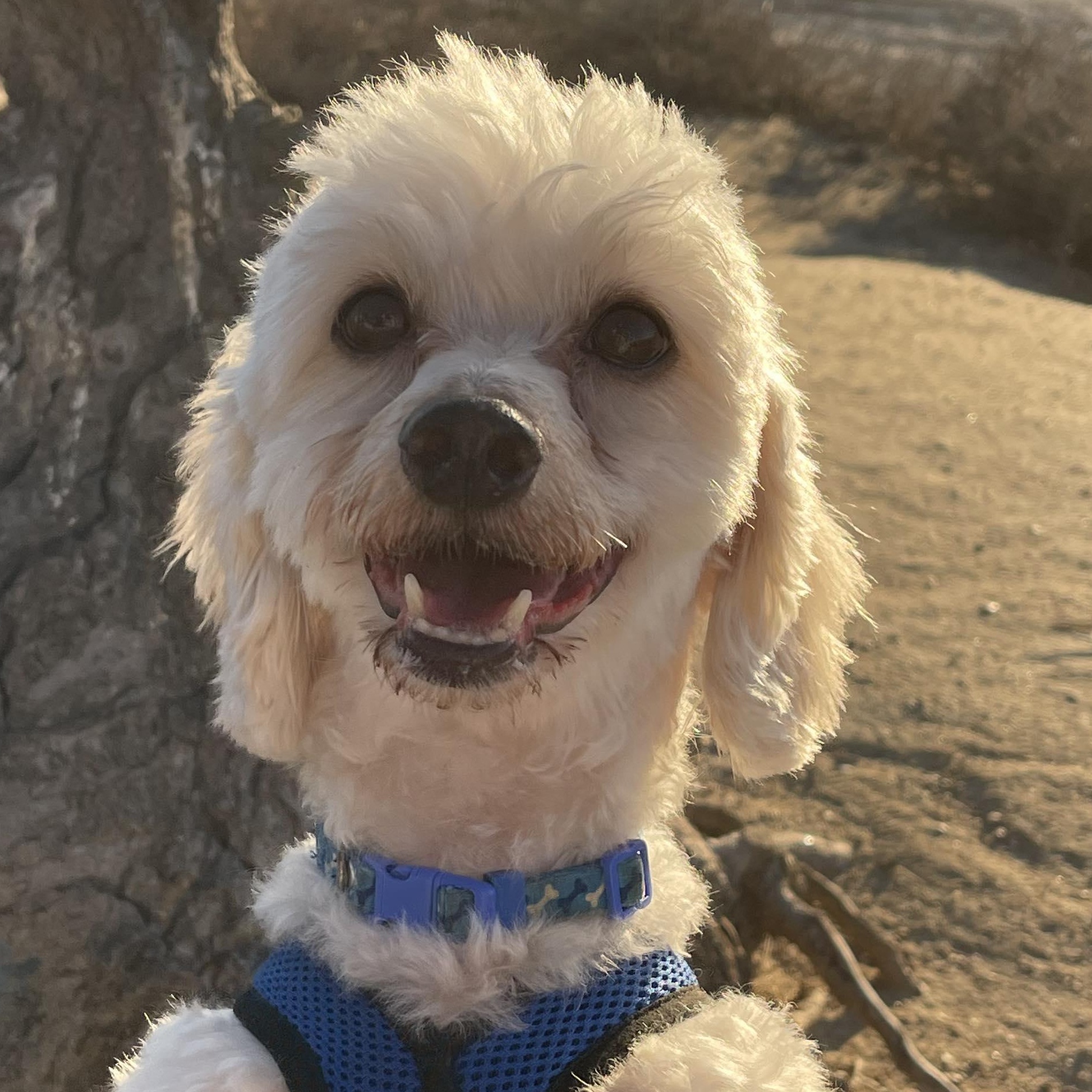 MAX 3 yrs 17 lbs, Adoptable, Adult Male Poodle & Maltipoo.