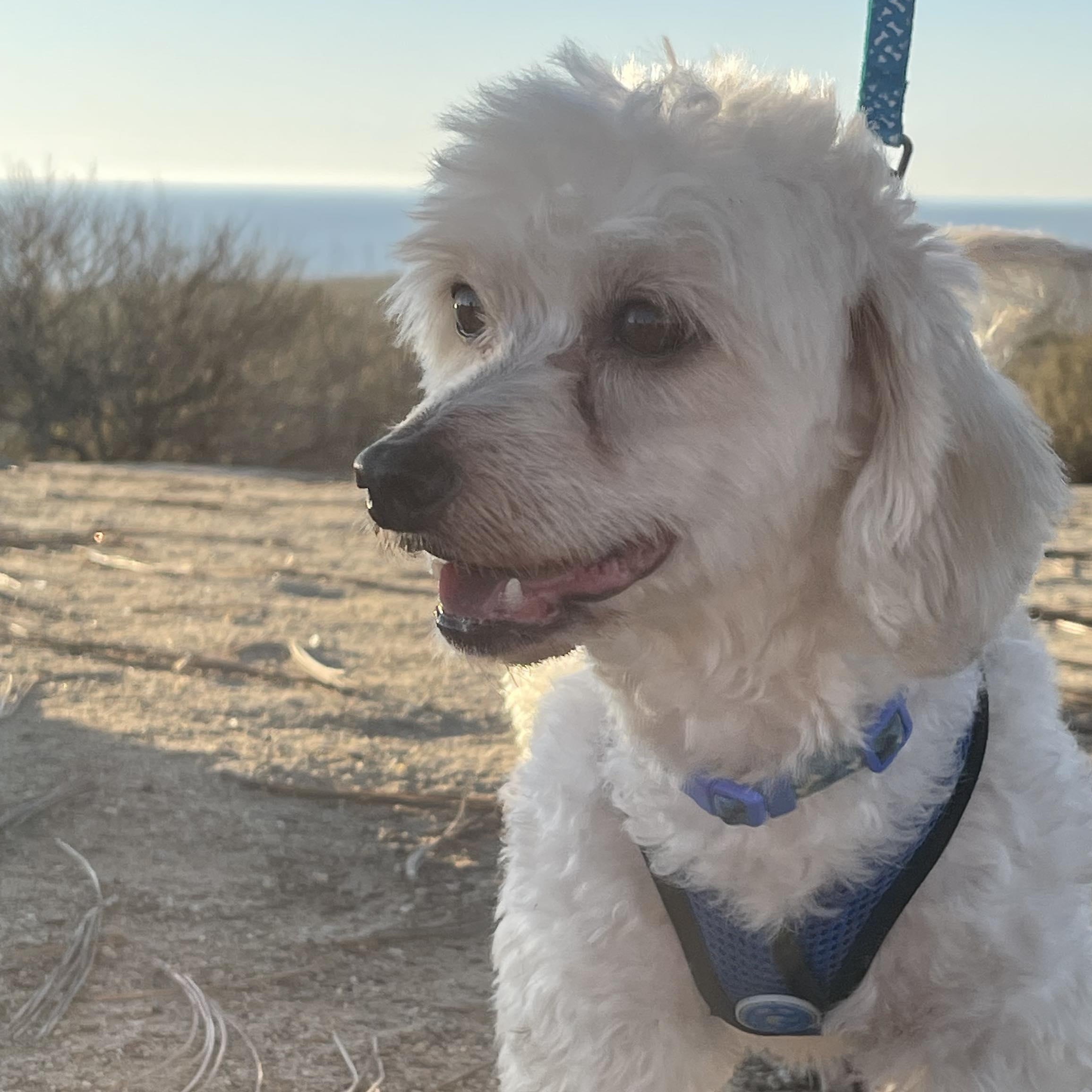 MAX 3 yrs 17 lbs, a Adoptable mixed breed in Aliso Viejo, CA image 2/6