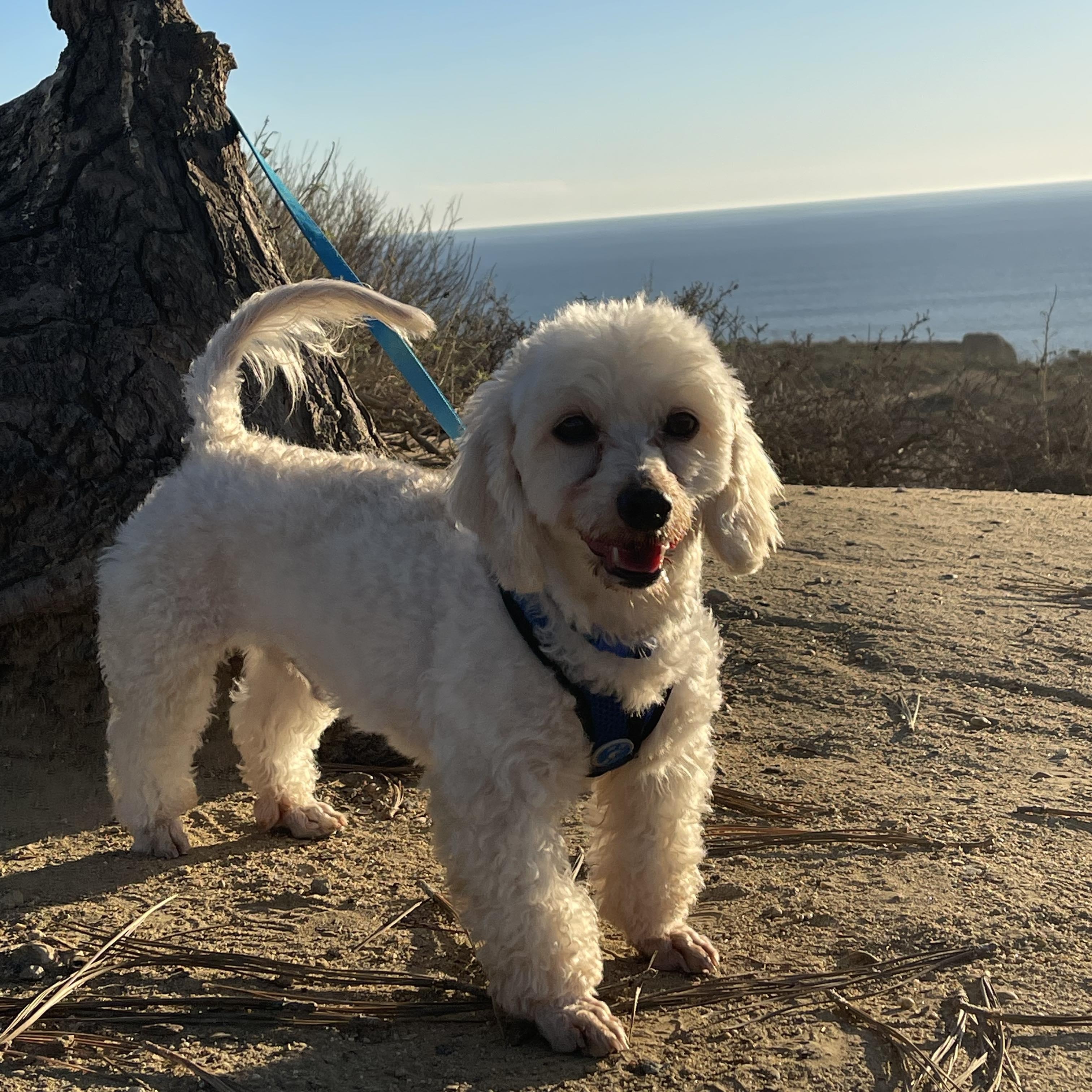 MAX 3 yrs 17 lbs, a Adoptable mixed breed in Aliso Viejo, CA image 3/6