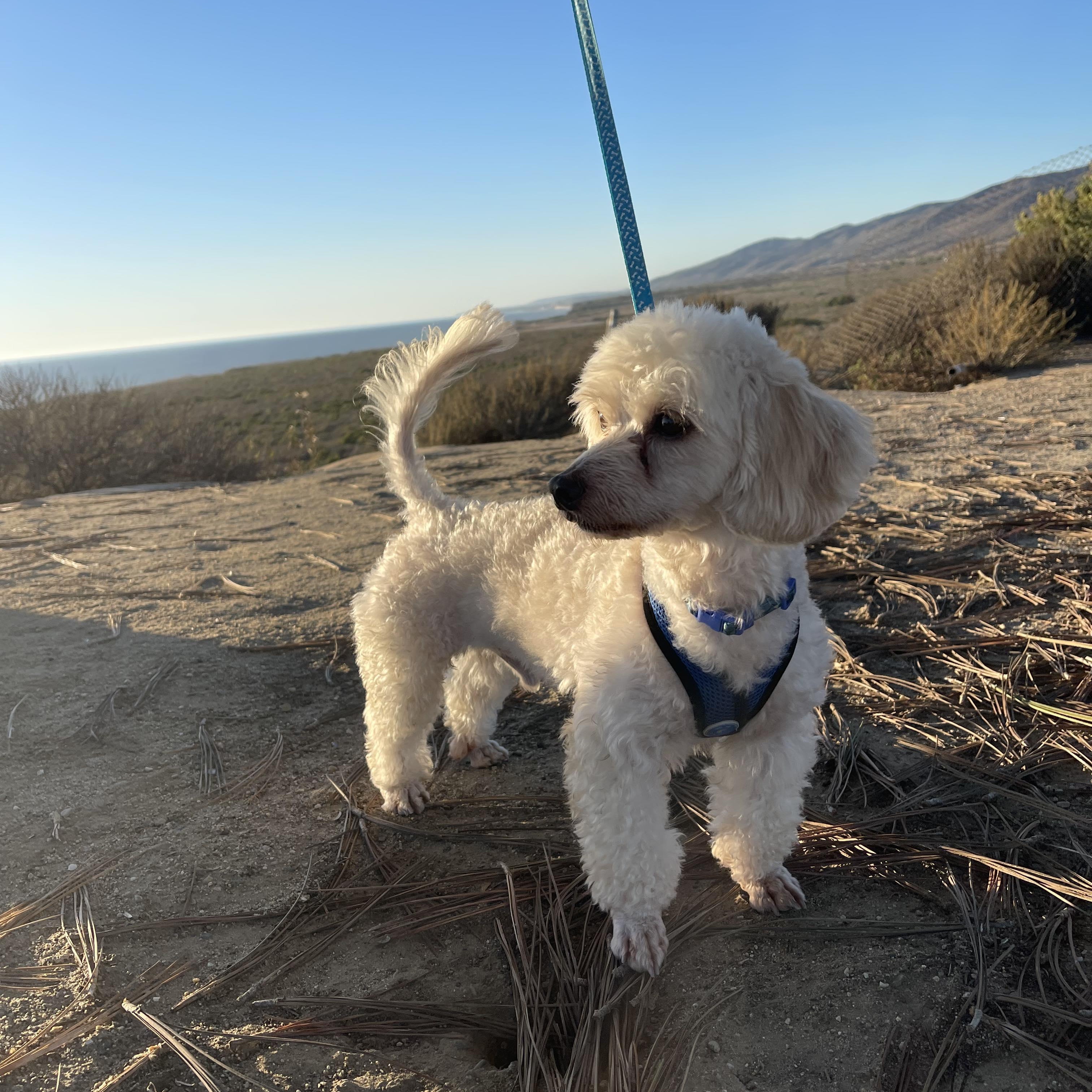 MAX 3 yrs 17 lbs, a Adoptable mixed breed in Aliso Viejo, CA image 4/6