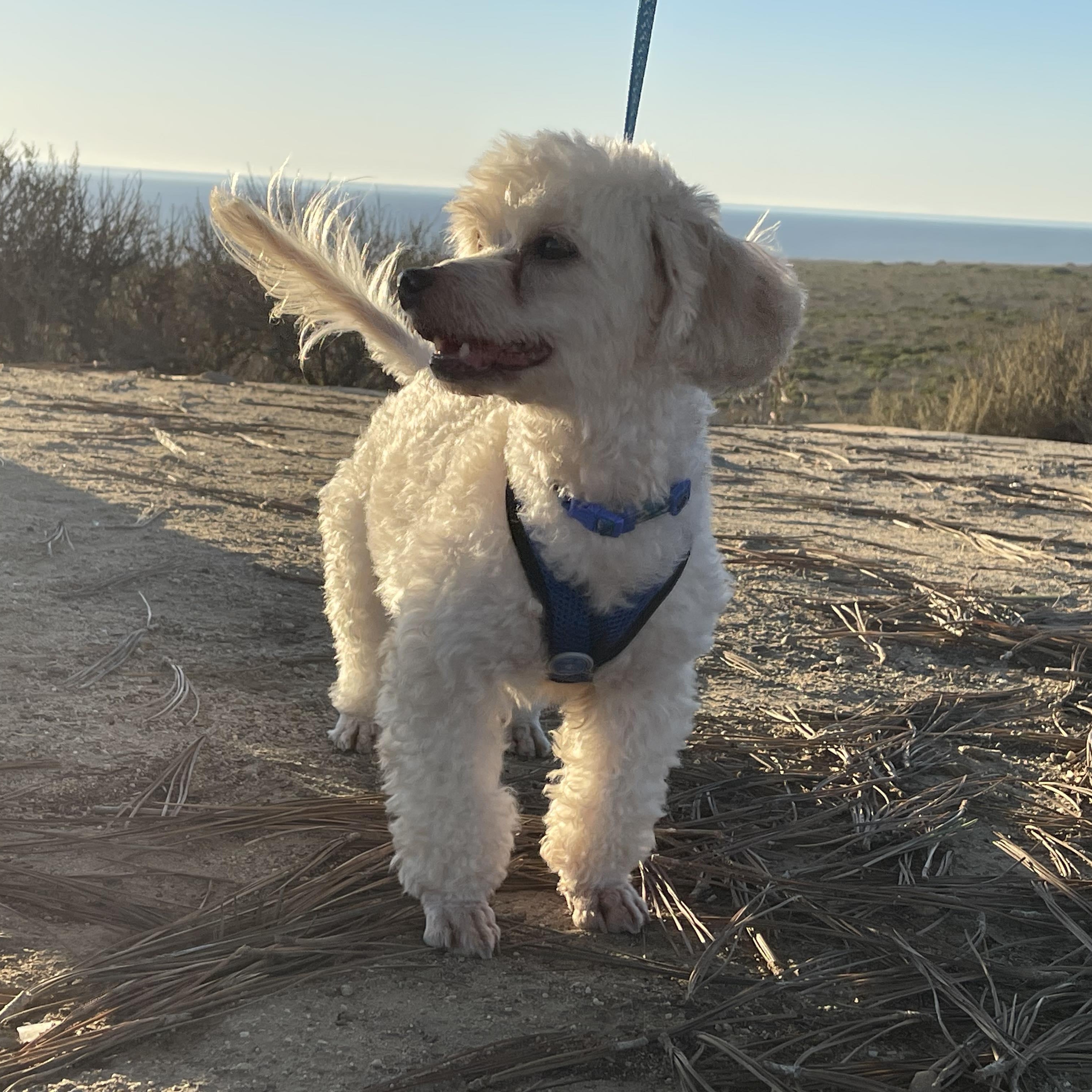 MAX 3 yrs 17 lbs, a Adoptable mixed breed in Aliso Viejo, CA image 5/6