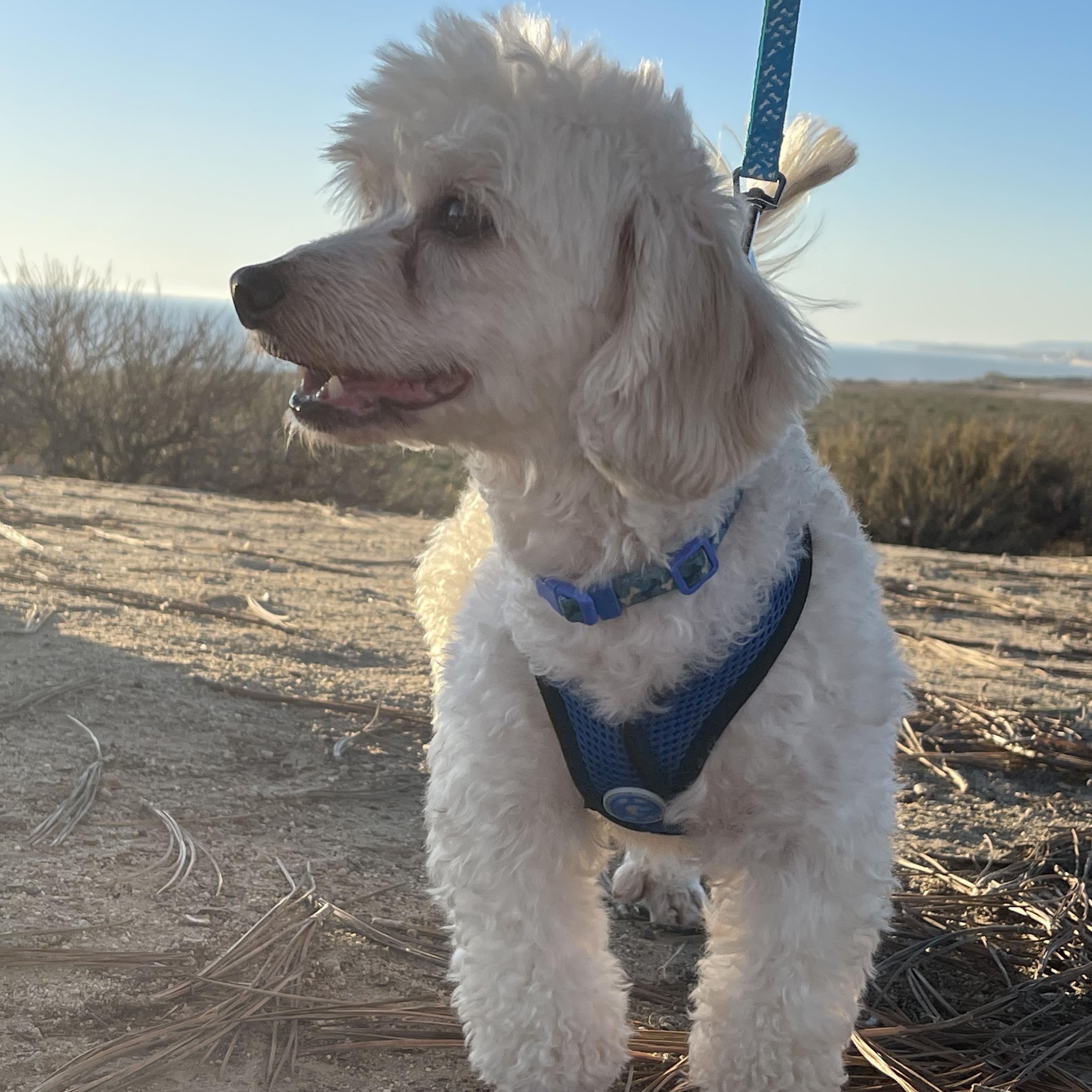 MAX 3 yrs 17 lbs, a Adoptable mixed breed in Aliso Viejo, CA image 6/6