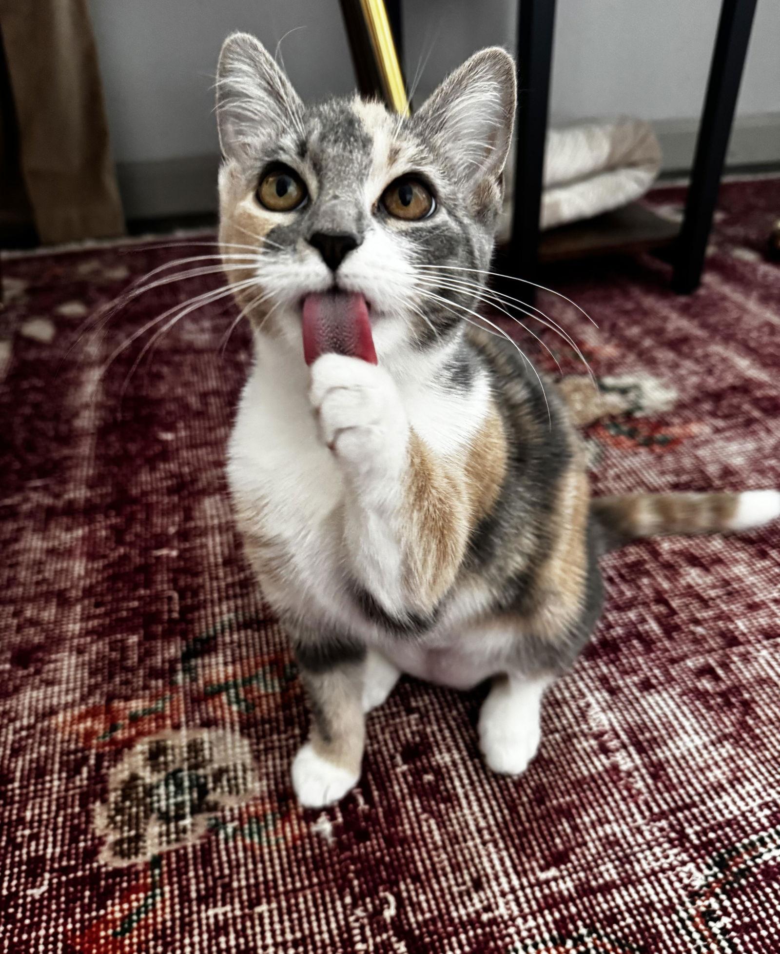 Glinda, Adopted, Young Female Domestic Medium Hair.