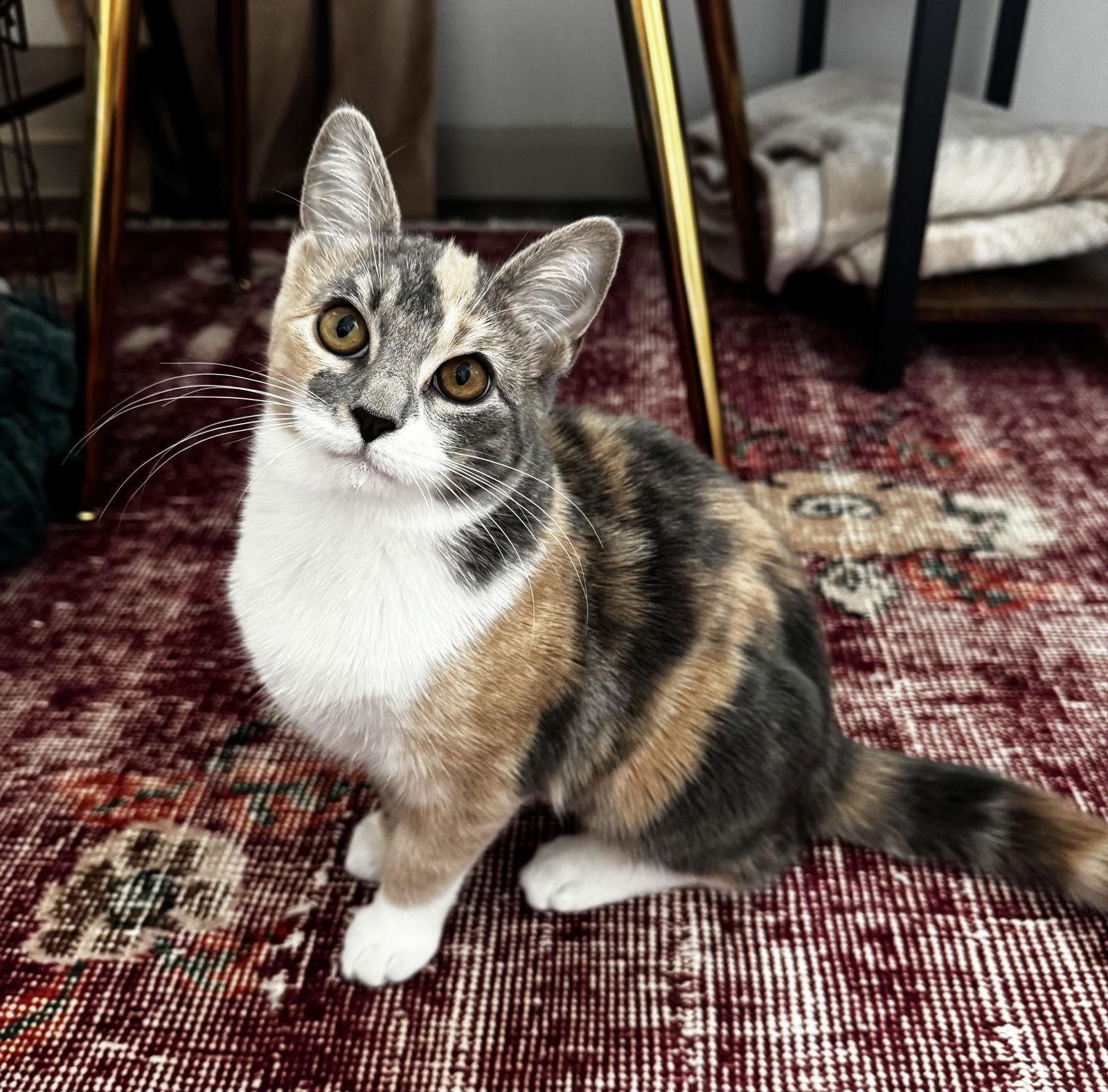 Enlarge Glinda, a Adopted Domestic Medium Hair in Prosper, TX image 2/3