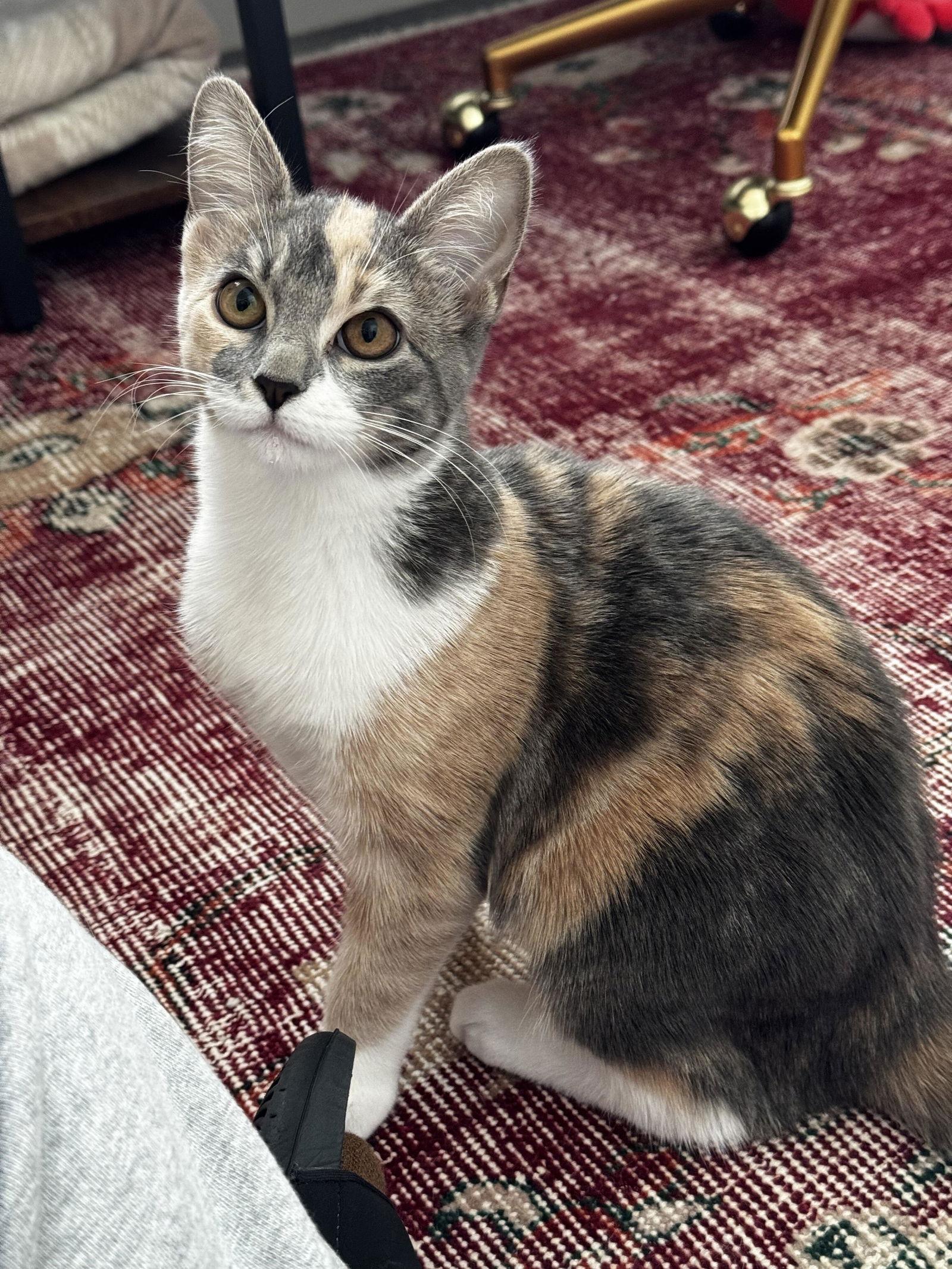 Enlarge Glinda, a Adopted Domestic Medium Hair in Prosper, TX image 3/3