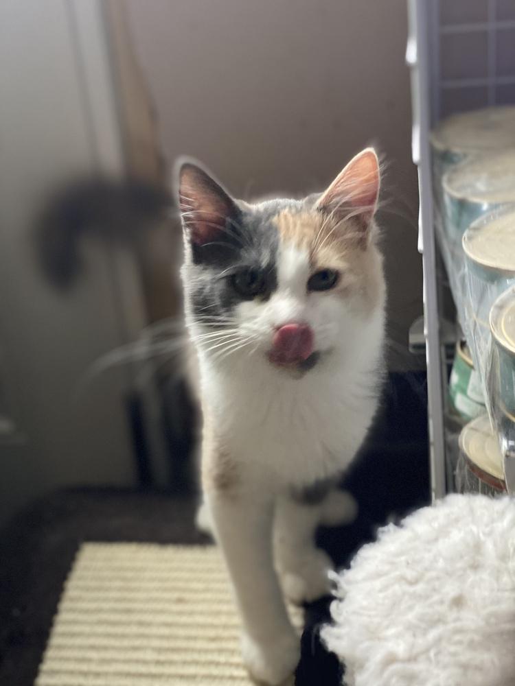 Edie, Adopted, Kitten Female Domestic Medium Hair.