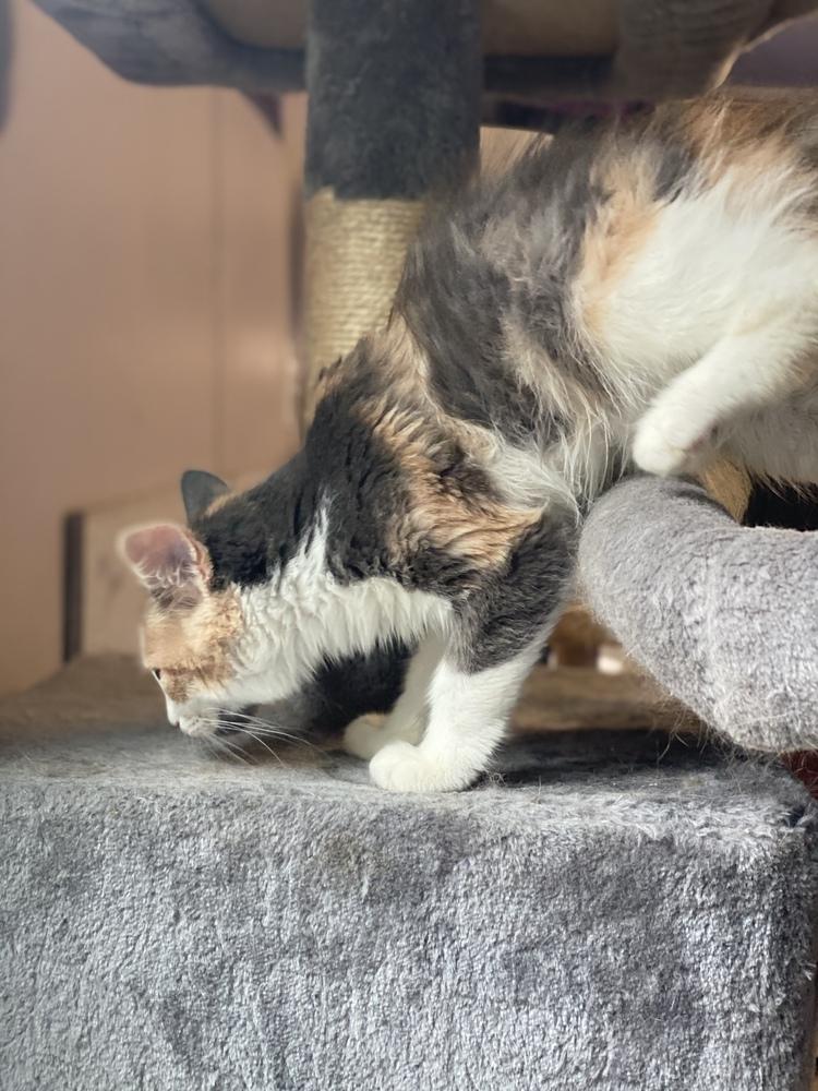 Edie, a Adopted mixed breed in Carrollton, VA image 2/5