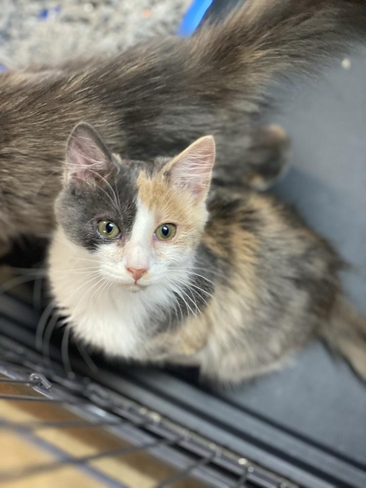 Edie, a Adopted mixed breed in Carrollton, VA image 3/5