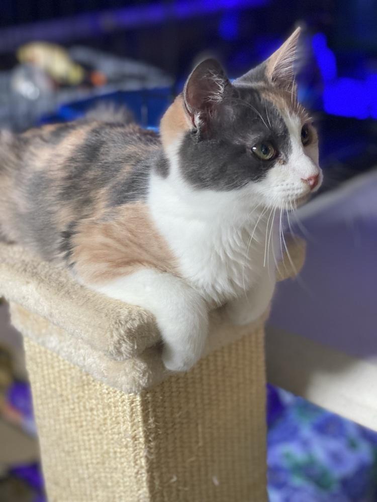 Edie, a Adopted mixed breed in Carrollton, VA image 4/5