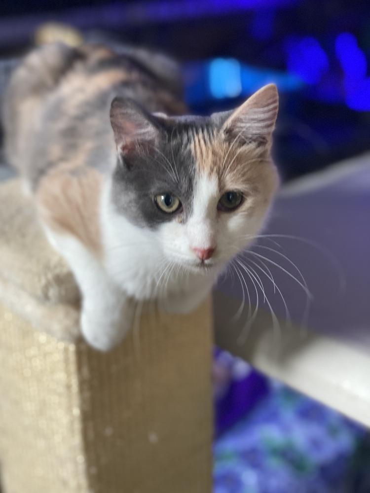 Edie, a Adopted mixed breed in Carrollton, VA image 5/5