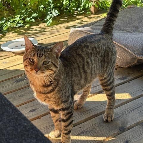 Enlarge Mr. Kitty, a Adopted Tabby in Norwalk, WI image 1/6