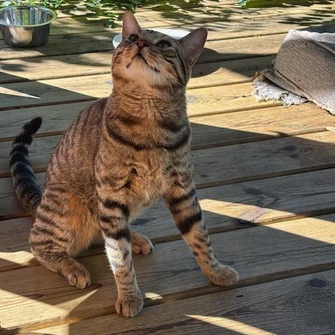 Enlarge Mr. Kitty, a Adopted Tabby in Norwalk, WI image 2/6