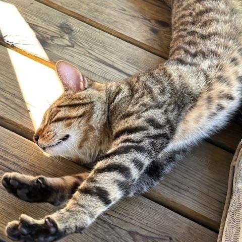 Enlarge Mr. Kitty, a Adopted Tabby in Norwalk, WI image 3/6