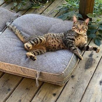 Enlarge Mr. Kitty, a Adopted Tabby in Norwalk, WI image 4/6