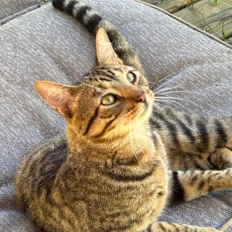 Enlarge Mr. Kitty, a Adopted Tabby in Norwalk, WI image 5/6