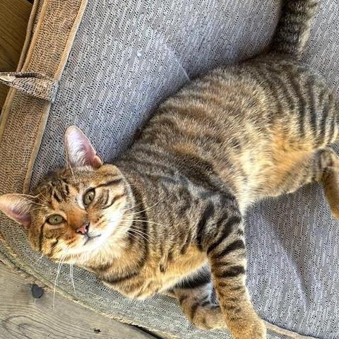 Enlarge Mr. Kitty, a Adopted Tabby in Norwalk, WI image 6/6