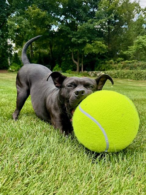 Enlarge Nina Bobina :), an adopted mixed breed in Stamford, CT image 1/6