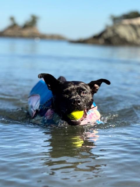 Enlarge Nina Bobina :), an adopted mixed breed in Stamford, CT image 4/6