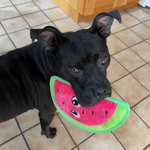 Enlarge Nina Bobina :), an adopted mixed breed in Stamford, CT image 5/6