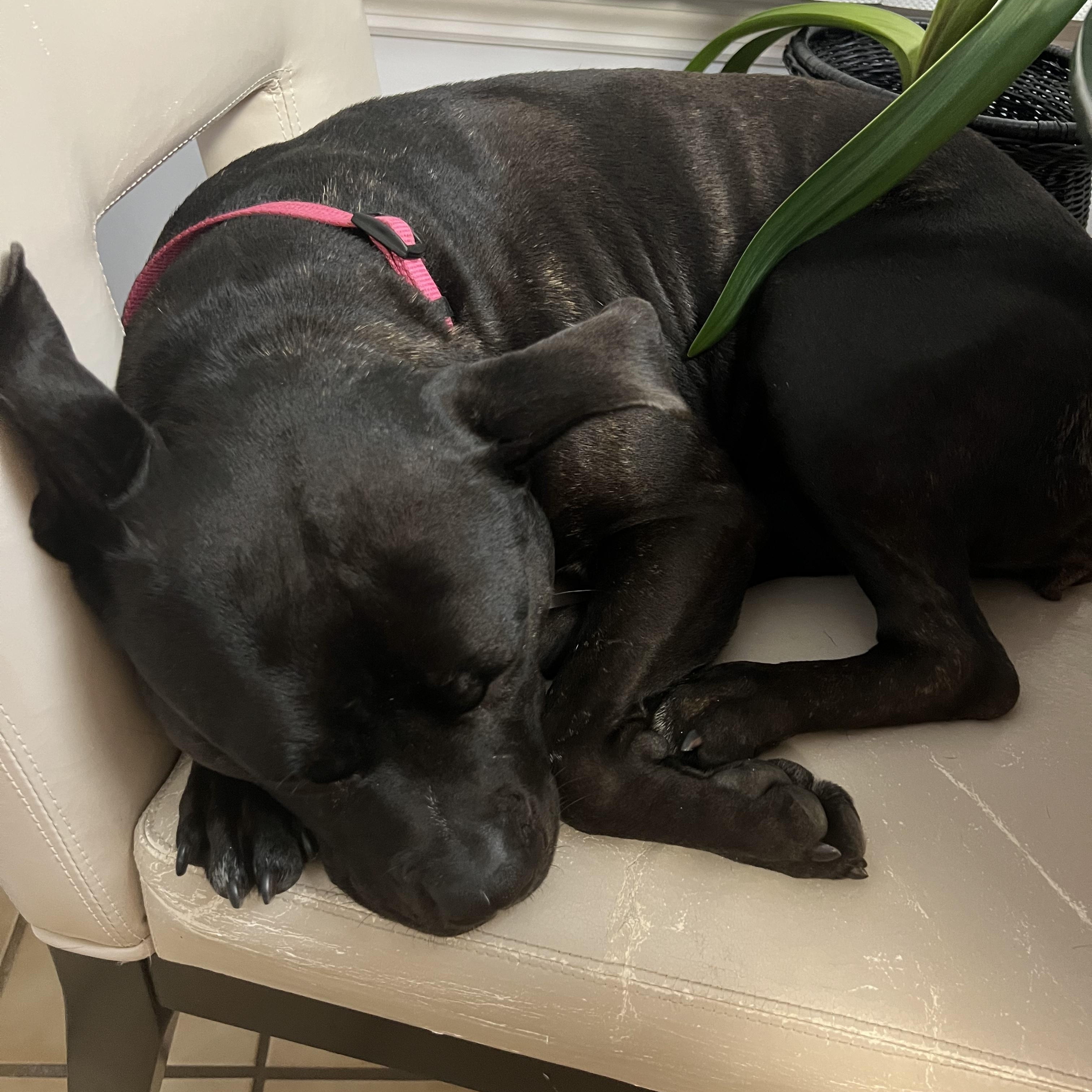 Enlarge Nina Bobina :), an adopted mixed breed in Stamford, CT image 3/6