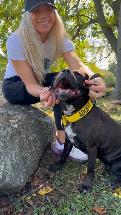 Enlarge Nina Bobina :), an adopted mixed breed in Stamford, CT video 6/6