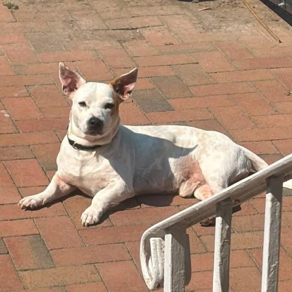 Roscoe, a Adoptable mixed breed in Glen Cove, NY image 2/5