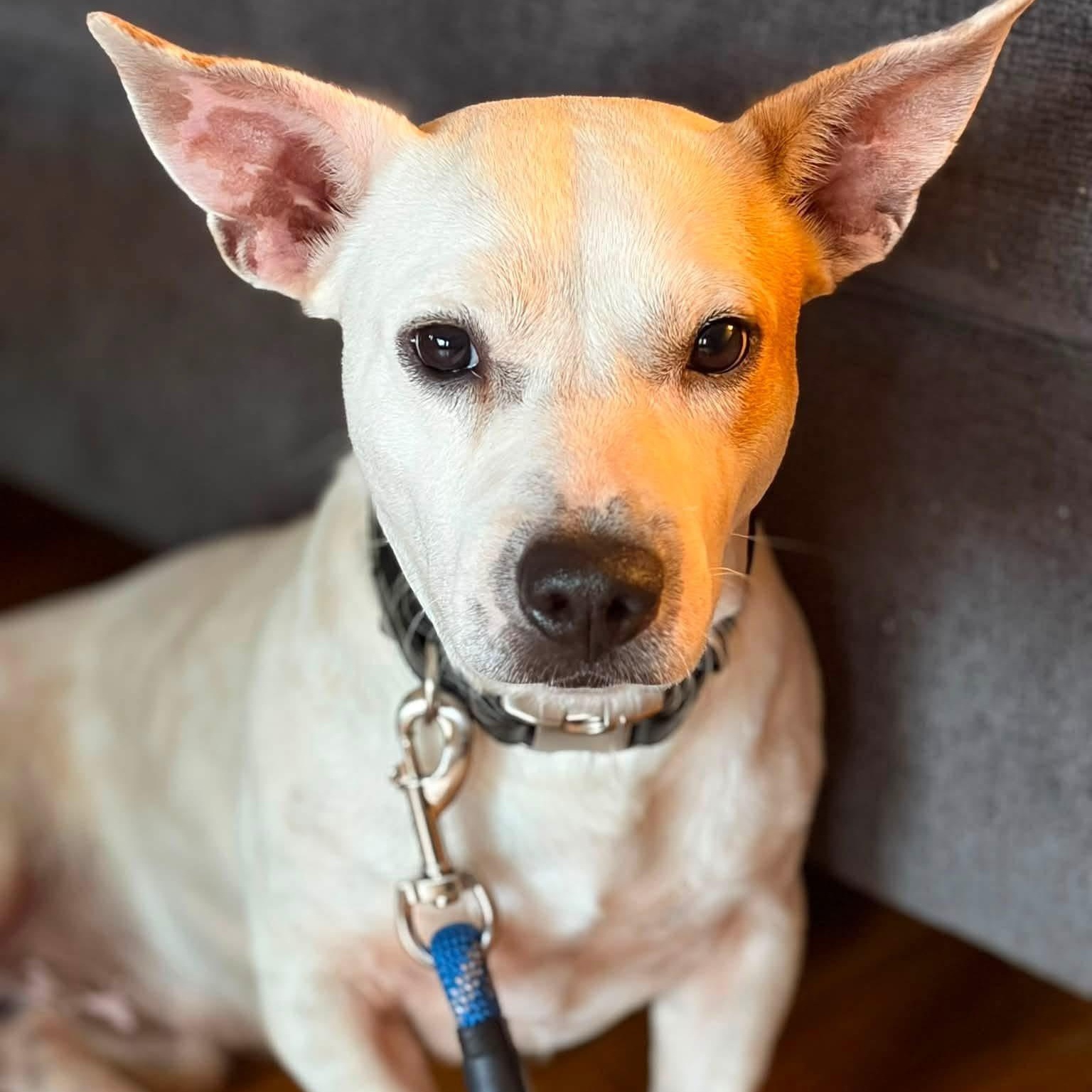 Roscoe, Adoptable, Young Male Terrier.