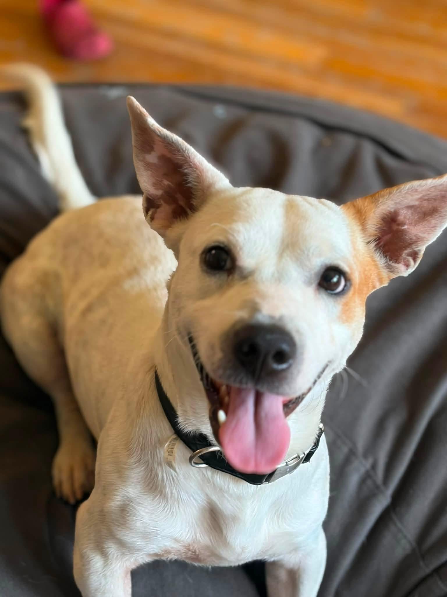Roscoe, a Adoptable mixed breed in Glen Cove, NY image 4/5