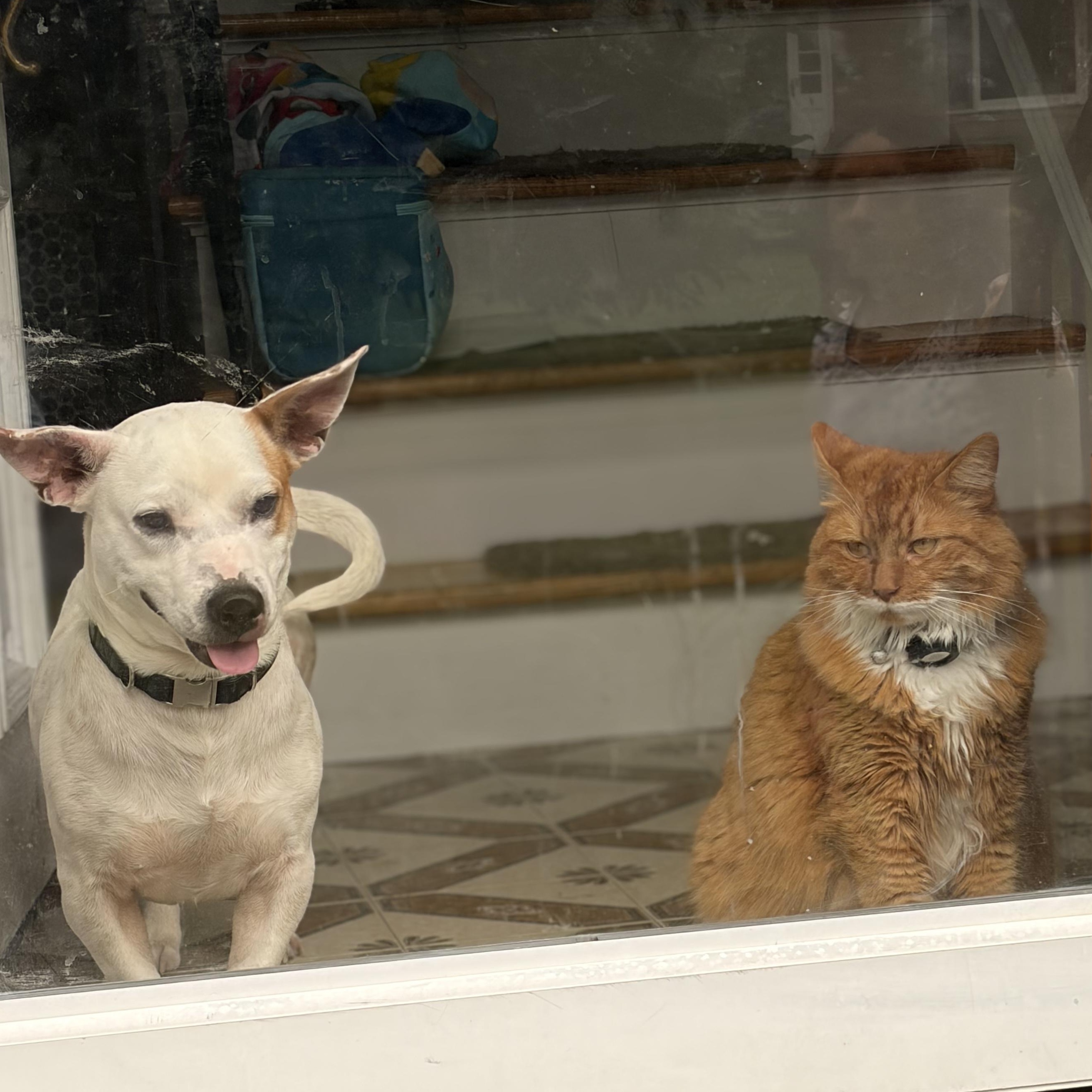 Roscoe, a Adoptable mixed breed in Glen Cove, NY image 5/5