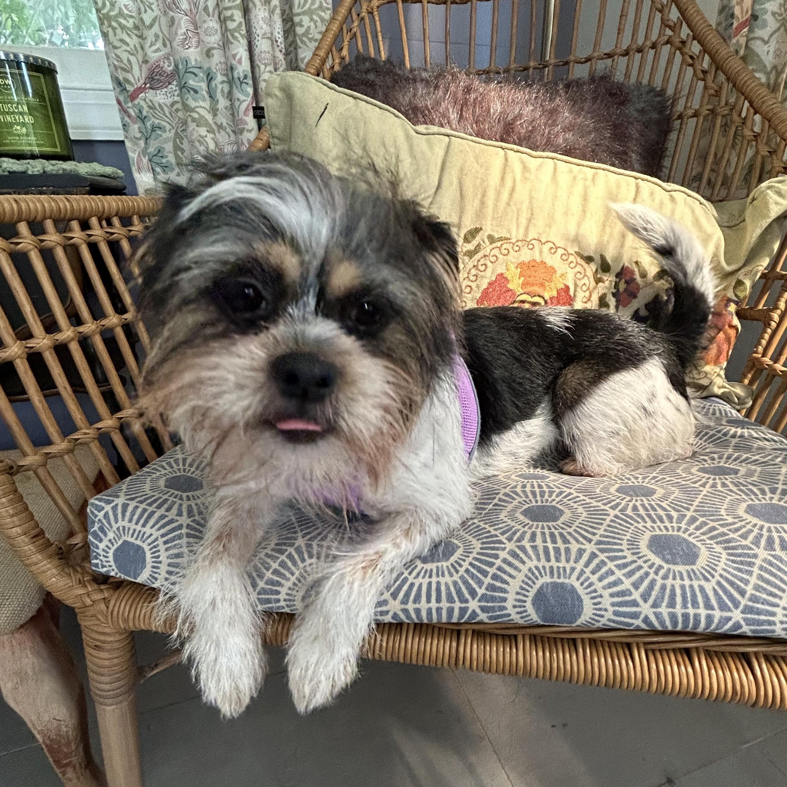 Enlarge Stormy, a Adoptable mixed breed in Closter, NJ image 2/3