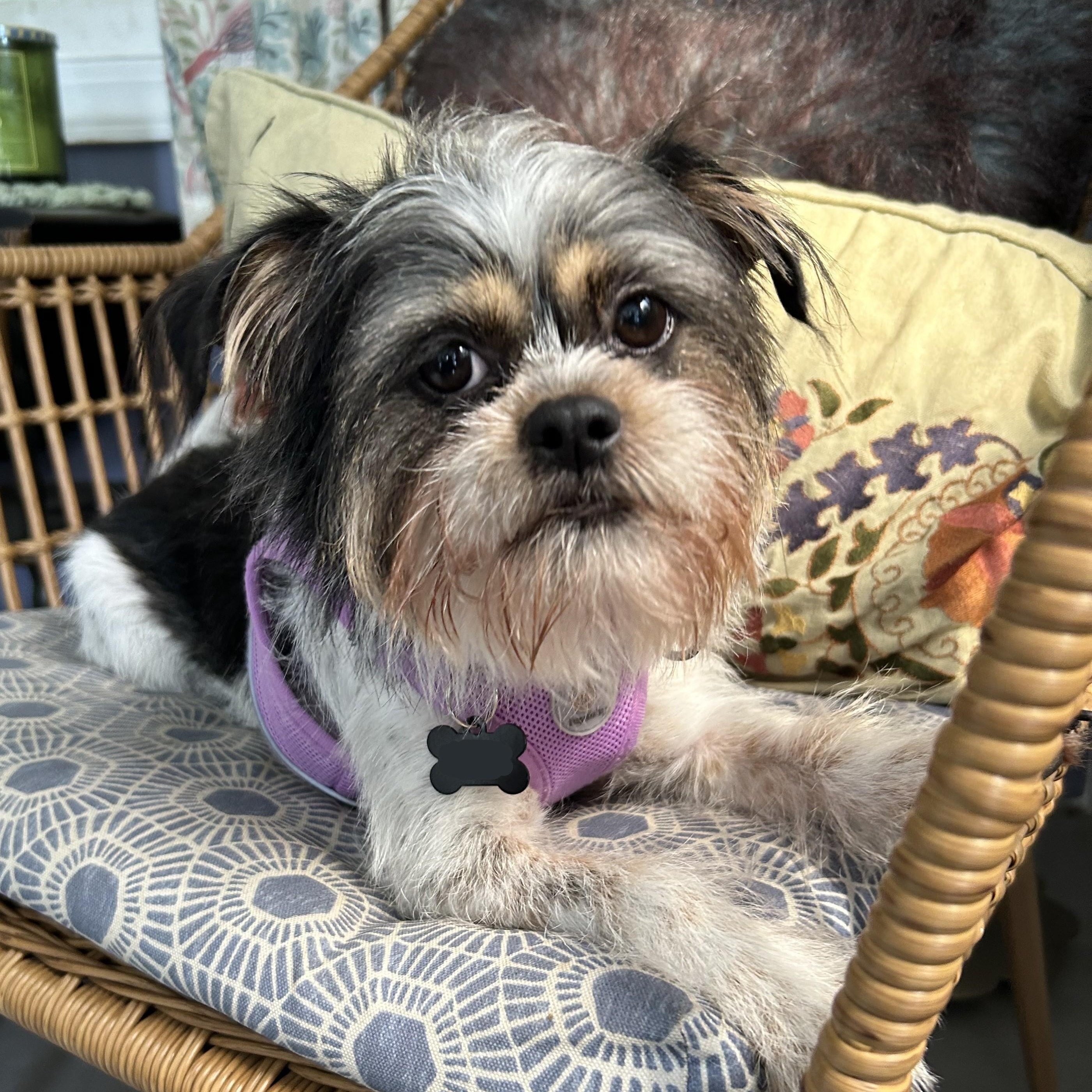 Stormy, Adoptable, Adult Female Shih Tzu & Chihuahua.