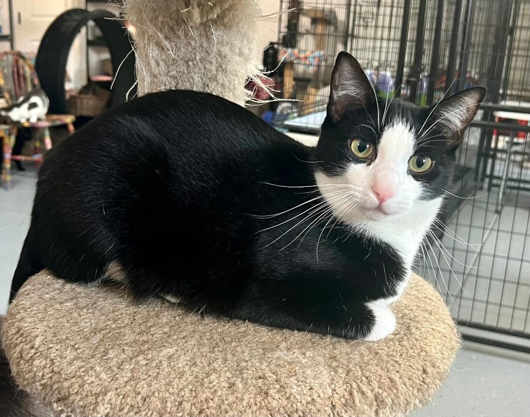 Enlarge Oreo, a Adoptable Domestic Short Hair in Gilroy, CA image 3/5