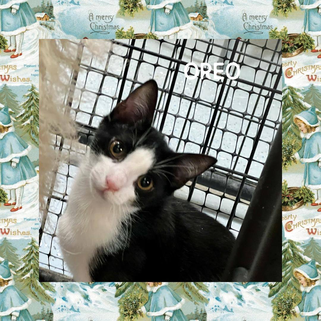 Enlarge Oreo, a Adoptable Domestic Short Hair in Gilroy, CA image 4/5