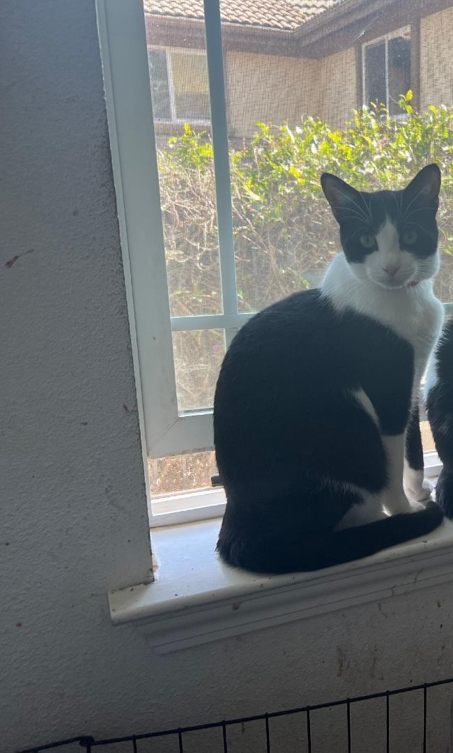 Enlarge Oreo, a Adoptable Domestic Short Hair in Gilroy, CA image 5/5