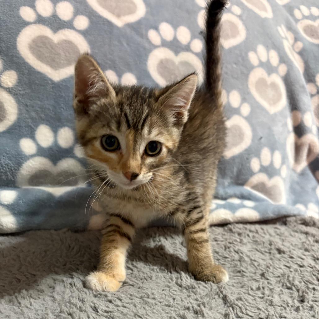 Enlarge Tilla, a Adoptable Domestic Medium Hair in Riverside, CA image 1/5