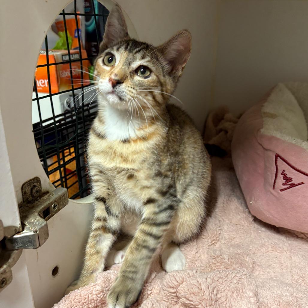 Enlarge Tilla, a Adoptable Domestic Medium Hair in Riverside, CA image 4/5