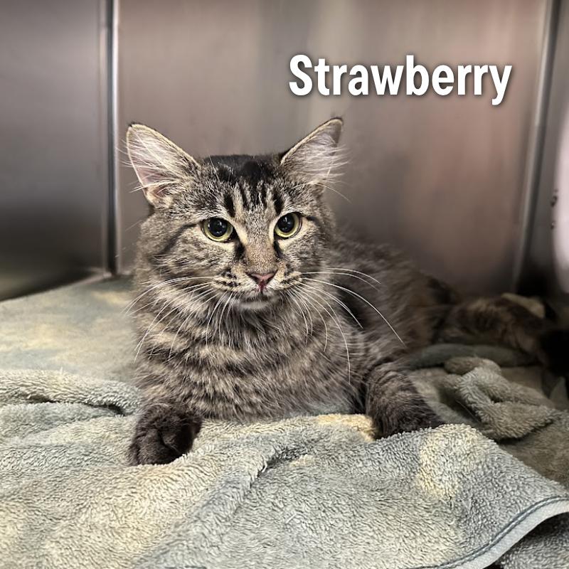 Strawberry, Adoptable, Adult Female American Shorthair.