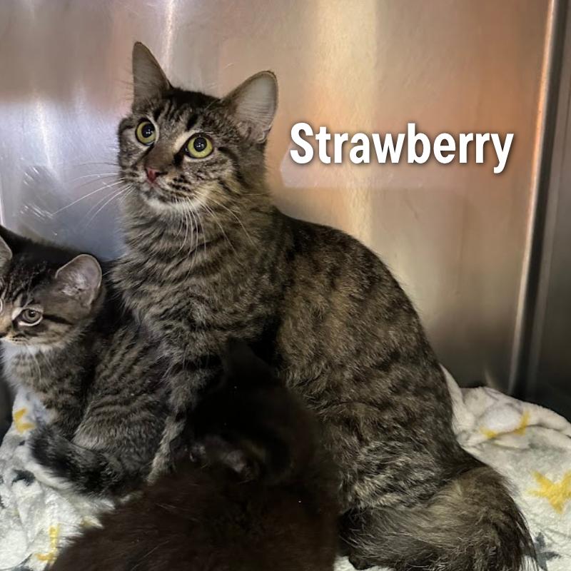 Enlarge Strawberry, a Adoptable American Shorthair in Oak Ridge, TN image 2/3