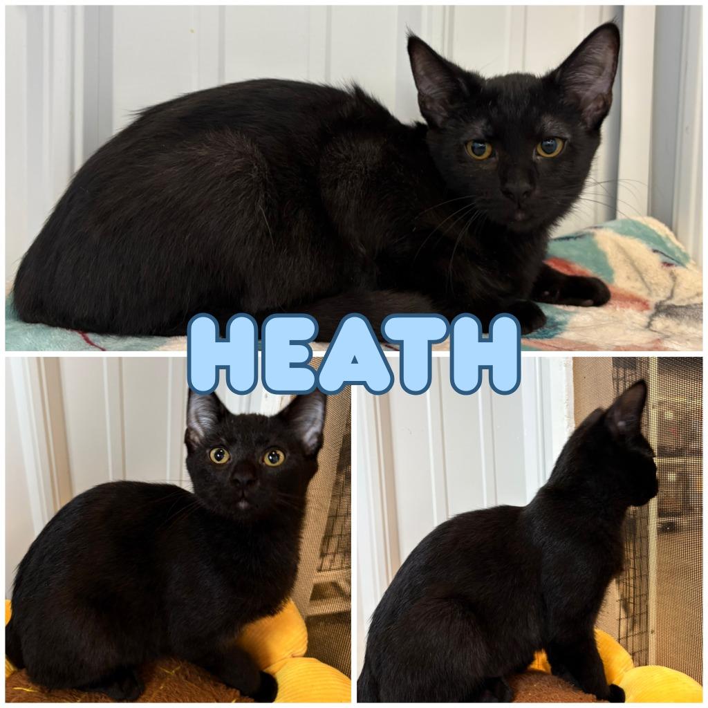 Heath, Adoptable, Young Male Domestic Short Hair.