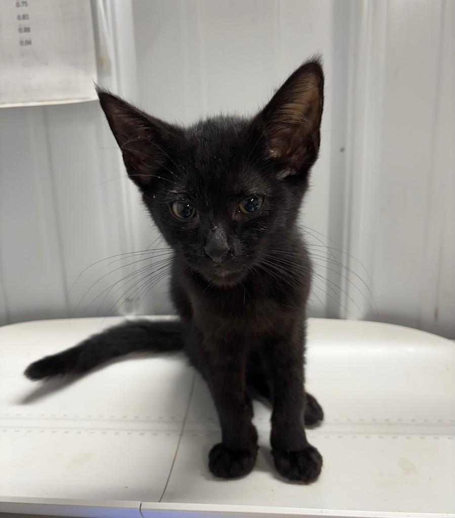 Enlarge Heath, a Adoptable mixed breed in Pierceton, IN image 2/2