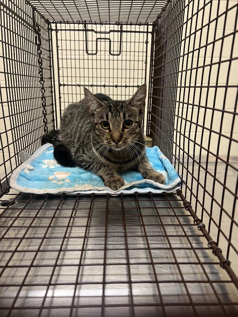 2025-08-213, Adopted, Young Female Domestic Short Hair.